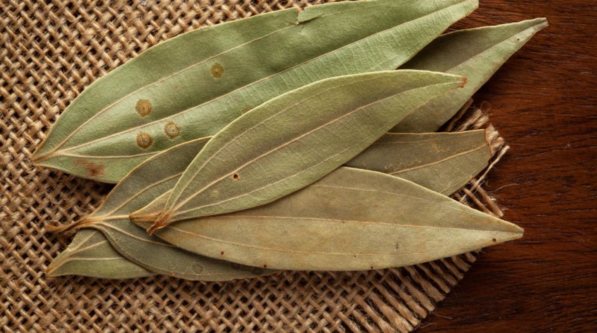 तमालपत्र वापरून नैसर्गिक चमक मिळवता येते !