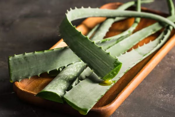 कोरफडीच्या फायद्यानंतर आता; जाणून घ्या होणारे नुकसान