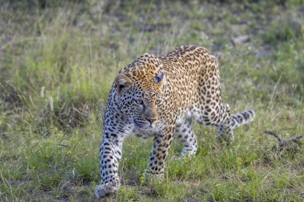 Pune News: आंबेगावमधील मेंगडेवाडीत दिवसाढवळ्या बिबट्याचा वावर; पिंजरा लावूनही बिबट्या जेरबंद होईना, नागरिकांमध्ये भीती