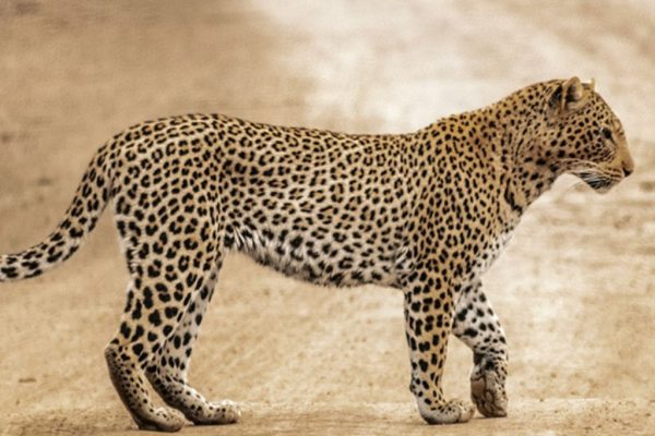 राजगुरुनगरमध्ये साडेचार वर्षाच्या चिमुकल्यावर बिबट्या हल्ला; आईच्या आवाजामुळे बिबट्या भेदरला अन् मुलगा वाचला