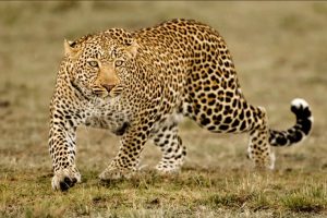 Gondia Tiger Attack: गोंदिया हादरलं! वाघाच्या हल्ल्यात निवृत्त अंगणवाडी मदतनीस ठार; रानटी प्राण्यांच्या वाढत्या हल्ल्यांमुळे जिल्ह्यात दहशतीचे सावट