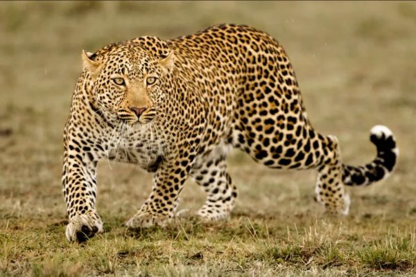 पप्पा नको हो गावाला, बिबटया खाईल आम्हाला; ऐन दिवाळीत शहरी मुलांवर बिबट्याची प्रचंड दहशत