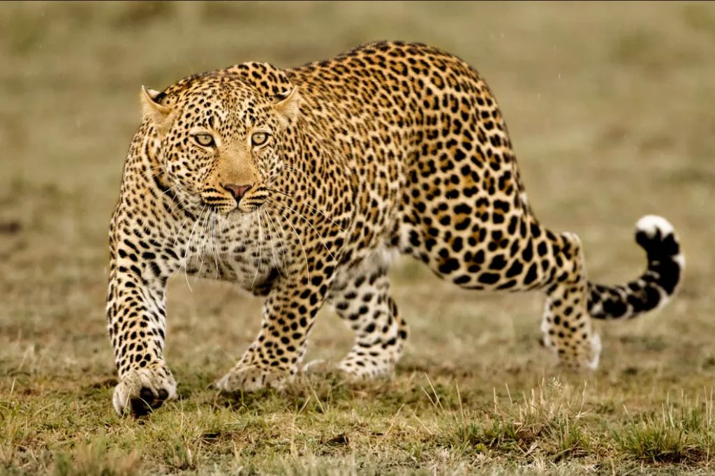 पप्पा नको हो गावाला, बिबटया खाईल आम्हाला; ऐन दिवाळीत शहरी मुलांवर बिबट्याची प्रचंड दहशत