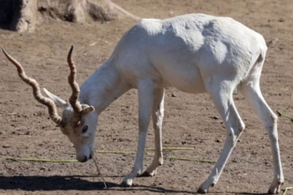 पाचगणीत आढळले पांढरे सांबर !
