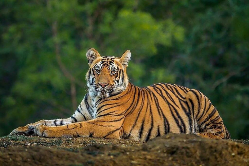 वाघांची शिकार रोखण्यासाठी विशेष पथके गठीत करा; वनमंत्र्यांनी दिल्या सूचना