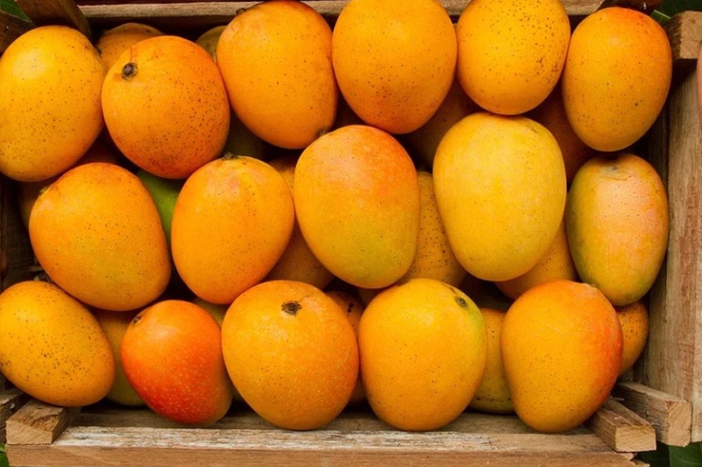 आंबा निर्यातप्रश्नी नवीन नियमावली; कृषी राज्यमंत्री आशिष जयस्वाल यांची माहिती