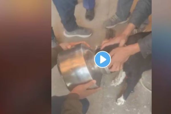 हंड्यात अडकली श्वानाची मान अन् कंठाशी त्याच्या आले प्राण ! अग्निशमन दलाने हंडा कापून केली सुटका