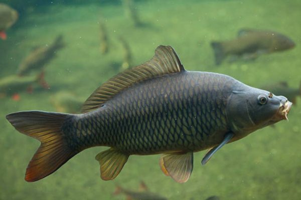 भिगवणमध्ये किलोच्या आतील कार्प मासे खरेदी-विक्रीवर बंदी; धरणातील मत्स्य उत्पादनवाढीसाठी महत्त्वूपर्ण निर्णय