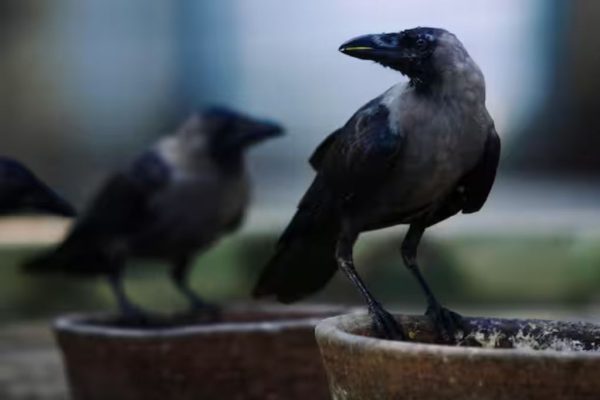 सोलापुरात बर्ड फ्लूचा शिरकाव ! बारा कावळ्यांसह घार आणि बगळ्याचा मृत्यू