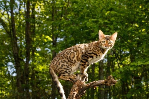 उरणच्या जंगल परिसरात दुर्मीळ वाघाटीचा मृत्यू; वाहनाच्या धडकेत मृत्यू झाल्याची प्राथमिक माहिती, तपास सुरू