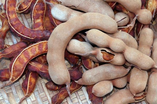 आंबट चिंचेचा असा ‘हा’ गोडवा… शेतकऱ्यांना मिळतोय प्रतिक्विंटल ११ हजार रुपये दर