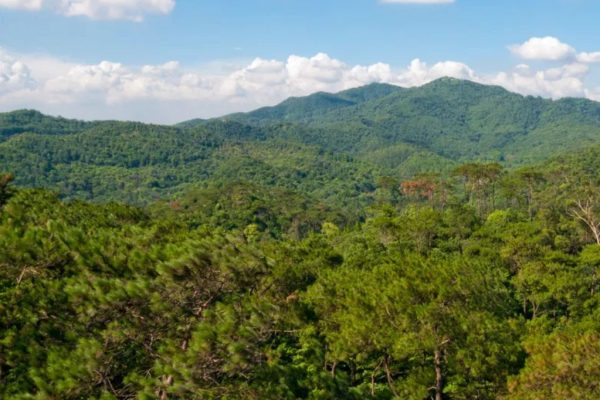 दुष्काळाने विचारसरणी बदलली! 12 गावांनी स्वतःहून निर्माण केले 3000 एकर जंगल, कायम कोरड्या असलेल्या 50 विहिरी आणि 12 तलावांमध्ये पाणी आले परत