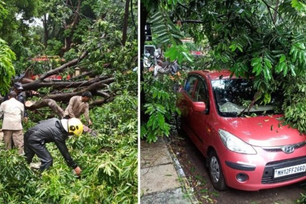 पाषाणमधील पंचवटी परिसरात मोठे झाड कोसळल्याने विद्यार्थिनी जखमी; वाहनेही अडकली