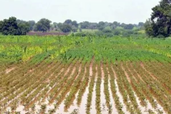 सोलापूर जिल्ह्यातील शेतकऱ्यांना लवकरच विमा भरपाई; राज्यमंत्री आशिष जयस्वाल यांची माहिती