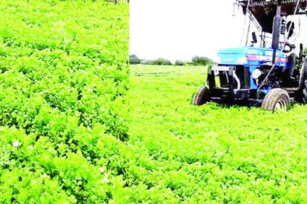 कोथिंबिरीचे भाव पडले; २ एकरांवर फिरविला नांगर