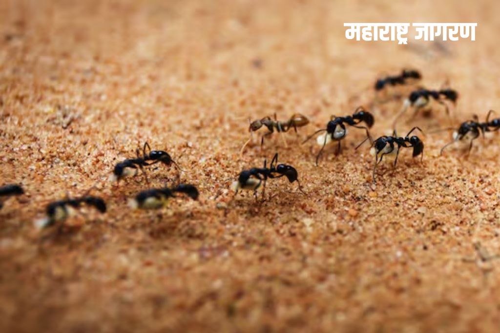 मुंग्यांची फौज पावसात घरात घुसली? फॉलो करा हे 5 घरगुती उपाय, मिळेल झटपट मुक्तता