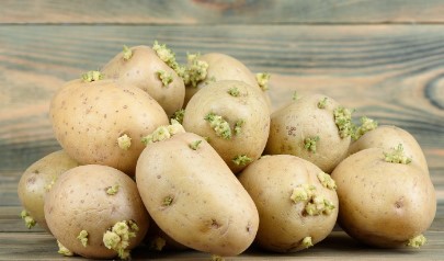 अंकुरलेले बटाटे खाताय? तर सावध व्हा; आरोग्यावर होऊ शकतो विपरीत परिणाम…