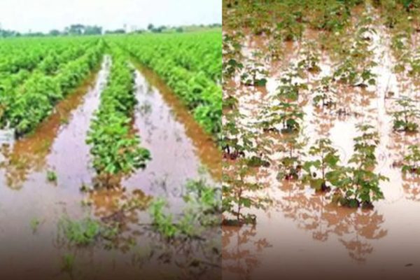 मराठवाड्यात अतिवृष्टीमुळे हाहाकार! जनजीवन विस्कळीत; 8 जणांचा मृत्यू, 150 जनावरे दगावली