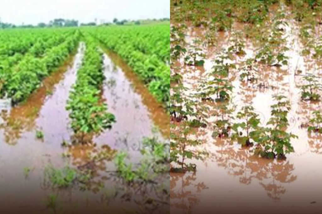 मराठवाड्यात अतिवृष्टीमुळे हाहाकार! जनजीवन विस्कळीत; 8 जणांचा मृत्यू, 150 जनावरे दगावली