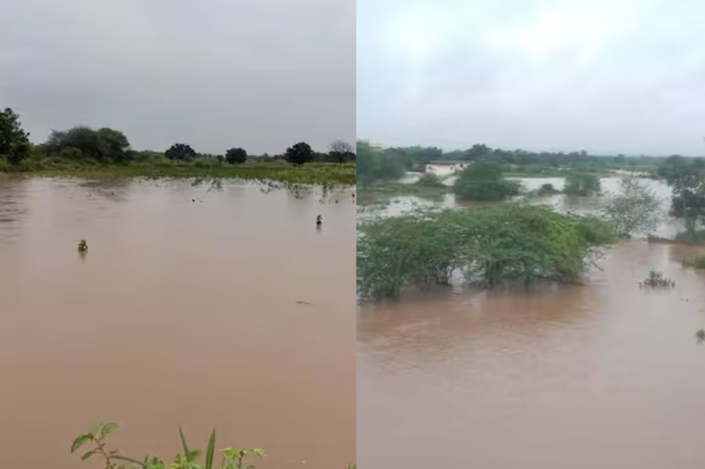 Cloudburst In Barshi: बार्शी तालुक्यात ढगफुटी! भोगावती, नागझरीसह 4 नद्यांना पूर; पिकांचे मोठे नुकसान