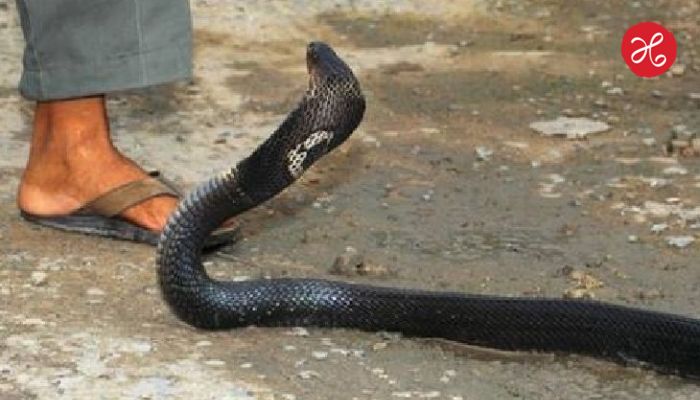 Snake Tragedy : साप पकडण्याच्या धाडसाने गमावला जीव; जालन्यात ३० वर्षाच्या तरुणाचा मृत्यू