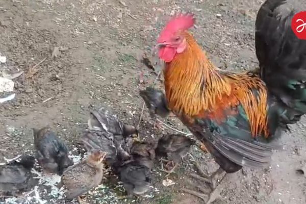 कोंबड्याची अनोखी माया; पिल्लांचा बाप झाला ‘आई’, जगावेगळा ‘लाल्या’ बनला भोरचा स्टार