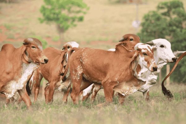 Junnar Beef Seized: जुन्नरमध्ये चार गाई व दोन टन गोमांस जप्त; 3 लाख 36 हजाराचा मुद्देमाल ताब्यात