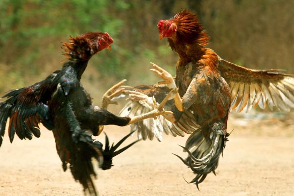 Pune Gambling: कोंबड्या झुंजवणं पडलं महागात, हातकडी पडली, थेट तुरूंगात… काय घडलं पुण्यात?