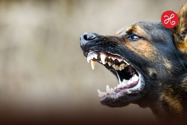 पुण्यात भीषण दुर्घटना! कुत्रा मागे लागल्याने इलेक्ट्रिशियनचा तिसऱ्या मजल्यावरून पडून मृत्यू