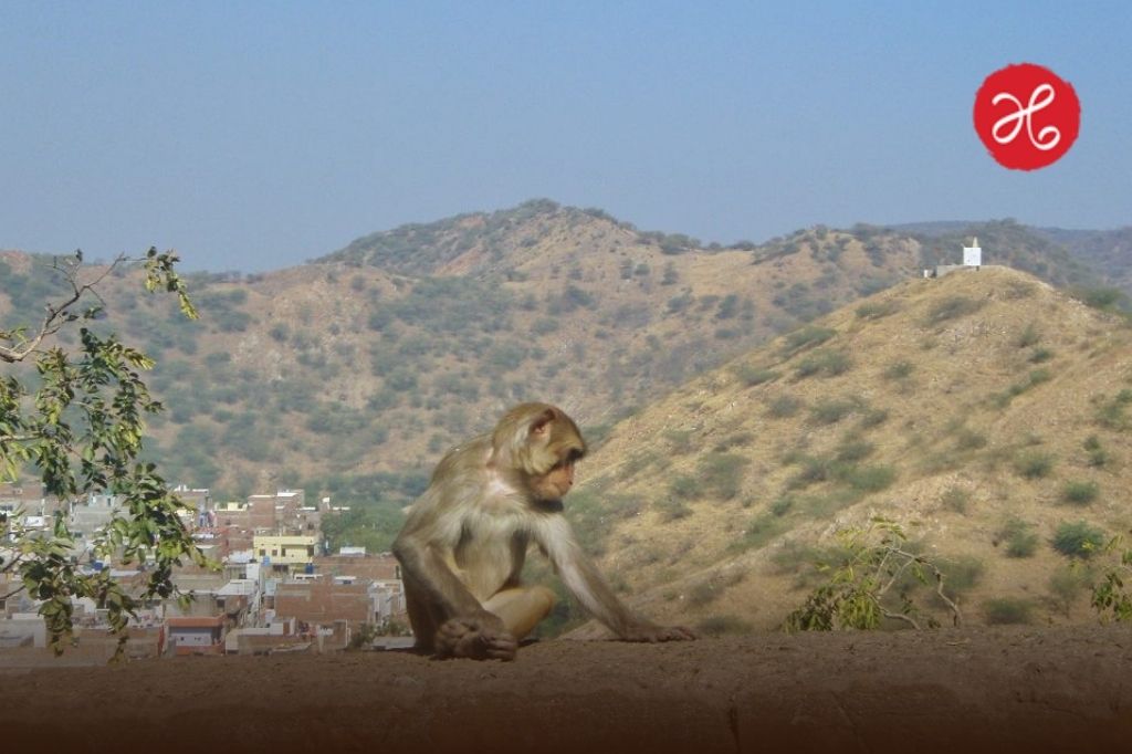 राजगडवर माकडांचा कहर! दगड कोसळल्याने मुंबईतील महिला ट्रेकर गंभीर जखमी