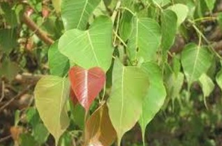 पिंपळाचे पान ठरते आरोग्यदायी; फुफ्फुसाचे आरोग्य राखता येतेच अन् अनेक औषधी गुणधर्मही मिळतात…