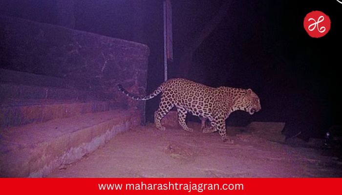 Leopard Terror : जुन्नरनंतर आहिल्यानगरमध्ये बिबट्याची दहशत; ४ वर्षांच्या बालिकेचा मृत्यू, ग्रामस्थांचा संताप