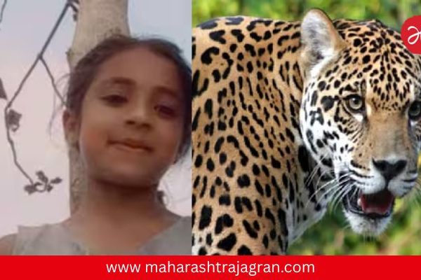 गोंदियात पुन्हा बिबट्याची दहशत; वडिलांसमोर ९ वर्षीय रुचीला फरफटत नेलं, उपचारादरम्यान मृत्यू