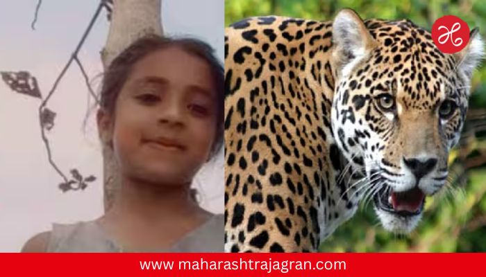 गोंदियात पुन्हा बिबट्याची दहशत; वडिलांसमोर ९ वर्षीय रुचीला फरफटत नेलं, उपचारादरम्यान मृत्यू