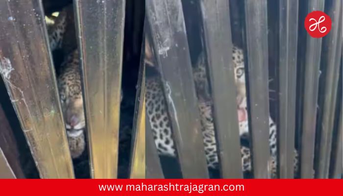 Pune Leopard News : मंचरमध्ये नरभक्षक बिबट्या जेरबंद; शरीरात मानवी अंश असल्यास ठार करणार?
