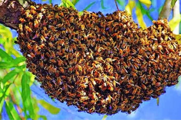 बापरे! मनोरुग्णालयात मधमाशांचा हल्ला, एकाचा मृत्यू; 39 मनोरुग्णांसह 2 कर्मचारी जखमी, नागपूरमधील घटना