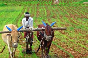Farmers Loan Waiver: खूशखबर! 56 लाख शेतकरी कुटुंबांचा सातबारा होणार कोरा; मंत्रिमंडळ बैठकीत कर्जमाफीबाबत मोठा निर्णय