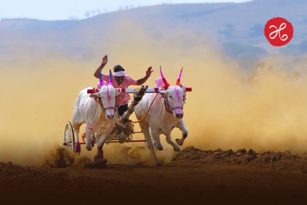 तासगावजवळ बैलगाडा शर्यतीत बक्षिसांचा वर्षाव! 2 फॉर्च्यूनर, 2 थार, 7 ट्रॅक्टर बक्षीस म्हणून देणार