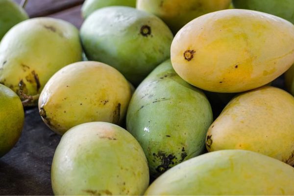 Junnar Gold Mango: ‘जुन्नर गोल्ड’ आंब्याला केंद्र शासनाची अधिकृत मान्यता; ‘ही’ आहेत खास वैशिष्ट्ये