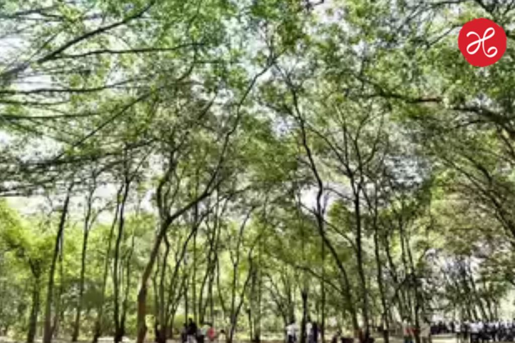 Tapovan Tree Cutting: तपोवन वृक्षतोडीवर मोठी कारवाई; राष्ट्रीय हरित लवादाकडून तात्पुरती स्थगिती