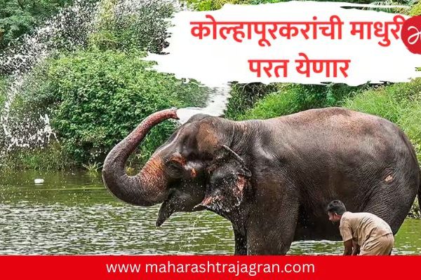 कोल्हापूरकरांसाठी आनंदाची बातमी..! माधुरी हत्तीण नांदणी मठात परतणार; वनतारा संवर्धन केंद्र बांधण्यास हिरवा कंदील