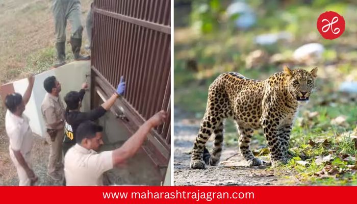 Pune Airport : पुणे विमानतळावरील बिबट्या अखेर जेरबंद! ७ महिन्यांच्या मोहिमेनंतर अडकला पिंजऱ्यात