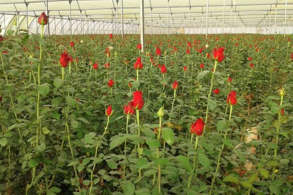 Pune News: इंडिगोच्या गोंधळामुळे फुल उत्पादक मोठ्या आर्थिक संकटात; 5 दिवसात 10 कोटींचे नुकसान