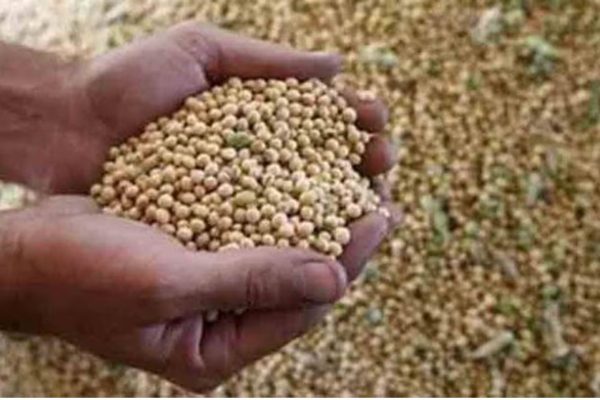Soybean Import: दुष्काळात तेरावा महिना ! सोयाबीनचे दर गडगडण्याची भीती; दक्षिण आफ्रिकेतून तब्बल एक लाख टन सोयाबीन भारतात येणार