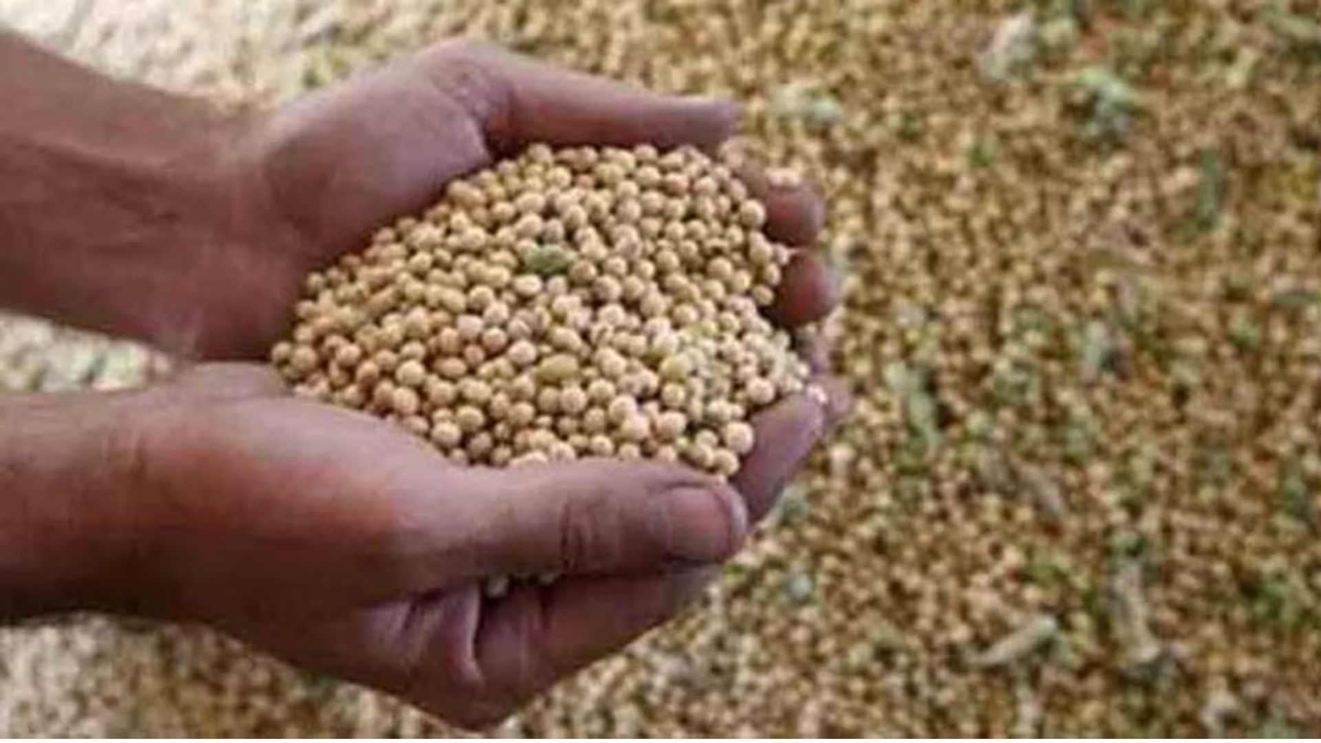 Soybean Import: दुष्काळात तेरावा महिना ! सोयाबीनचे दर गडगडण्याची भीती; दक्षिण आफ्रिकेतून तब्बल एक लाख टन सोयाबीन भारतात येणार