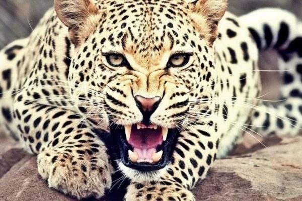 Leopard Attack: ऊसतोड कामगाराच्या चिमुकल्यावर बिबट्याचा हल्ला; गंभीर जखमी होऊन मृत्यू, भोर तालुक्यातील घटना
