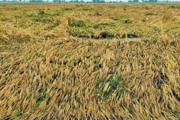 Marathwada News: सलग दोन दिवस मराठवाड्याला अवकाळीचा फटका, 20 हजाराहून अधिक शेतकरी बाधित