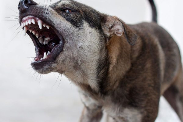 Pune Dog Attack: कुत्र्यांनी 15 मिनिट लचके तोडले; चाकणमध्ये महिलेचा भटक्या कुत्र्यांच्या हल्ल्यात तडफडून जागीच मृत्यू