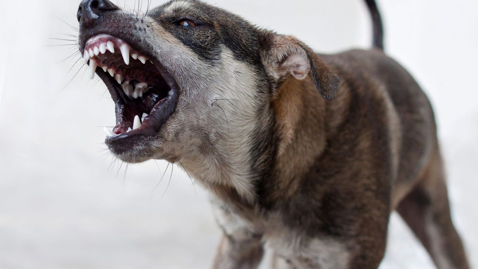 Pune Dog Attack: कुत्र्यांनी 15 मिनिट लचके तोडले; चाकणमध्ये महिलेचा भटक्या कुत्र्यांच्या हल्ल्यात तडफडून जागीच मृत्यू