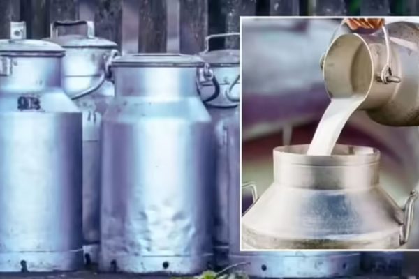 Andhra Pradesh: भेसळयुक्त दूध पिल्याने तब्बल 16 जणांचा तडफडून मृत्यू; आंध्र प्रदेशातील गोदावरी जिल्ह्यातील घटना